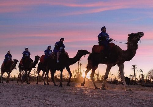 Balade à dos de dromadaire dans la palmeraie de Marrakech